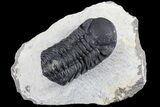 Bargain, Austerops Trilobite - Ofaten, Morocco #84718-1